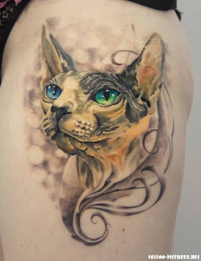 Color Sphynx Cat tattoo 