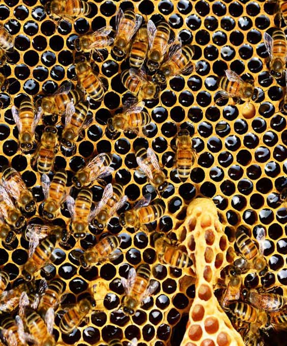 Honeycomb
