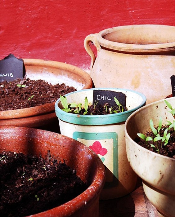 Prepare Garden For Spring - Re-pot