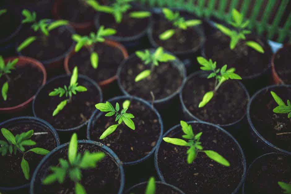 Prepare Garden For Spring - Grow Vegetables