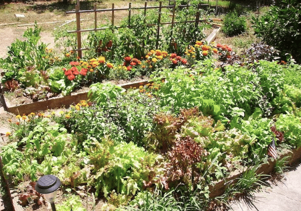 Garden Bed Ideas