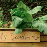 Garden Bed Ideas