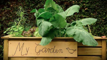 Garden Bed Ideas