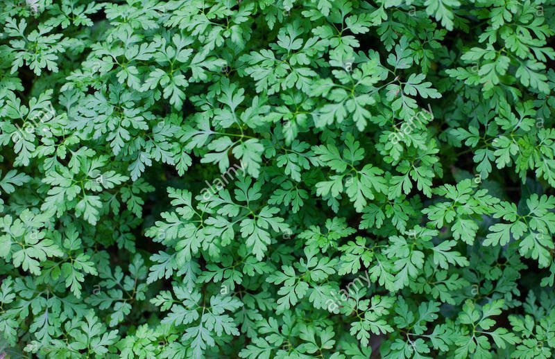 How to Prevent Weed Growth in Garden?