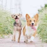 Happy Dog Breed