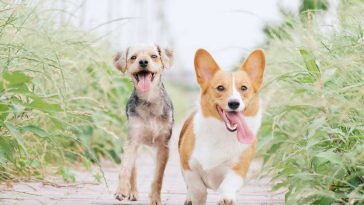 Happy Dog Breed