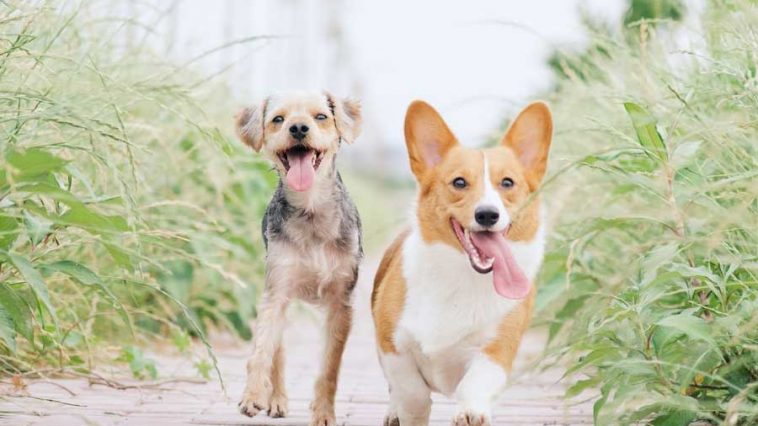 Happy Dog Breed