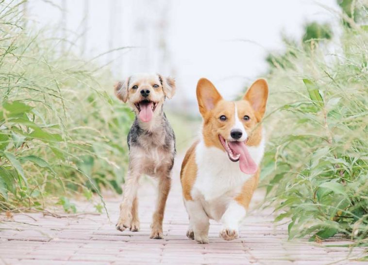 Happy Dog Breed