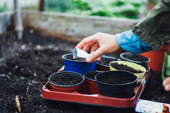 Gardening tips for beginner