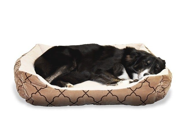 hings You'll Probably Need If You're Getting A New Dog