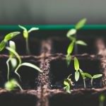 Gardening tips for beginner