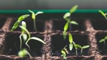 Gardening tips for beginner