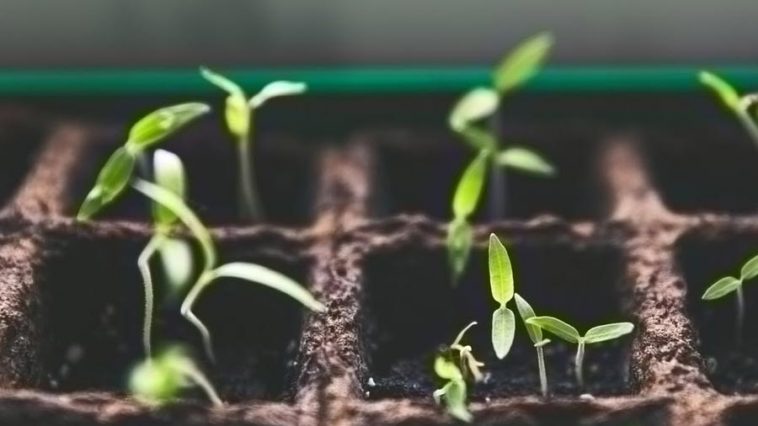 Gardening tips for beginner