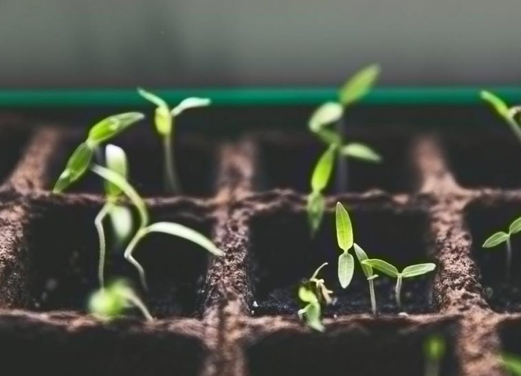 Gardening tips for beginner