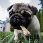 getting a new dog tips