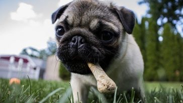 getting a new dog tips