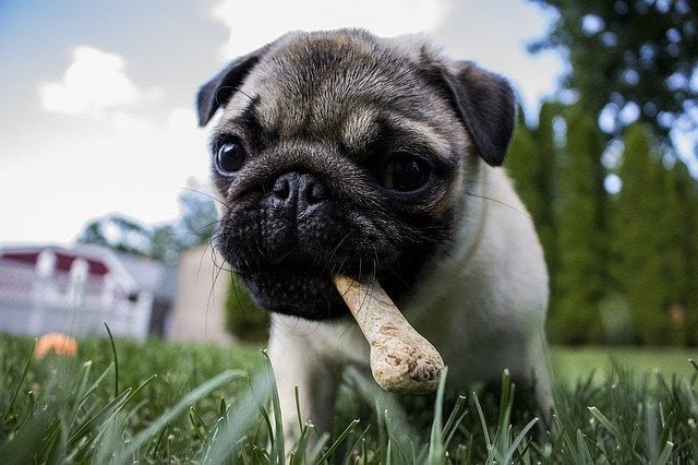 getting a new dog tips