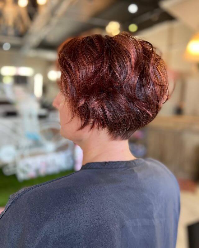 Red Pixie Bob